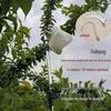 Telescopic Stainless Steel Fruit Picking Tool for Persimmons, Toona Sinensis, Peaches, Apricots, and Plums.