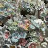 Jingdezhen Ręcznie Formowana Ceramika Wieczny Kwiat Róża Peonia Wystrój Domu