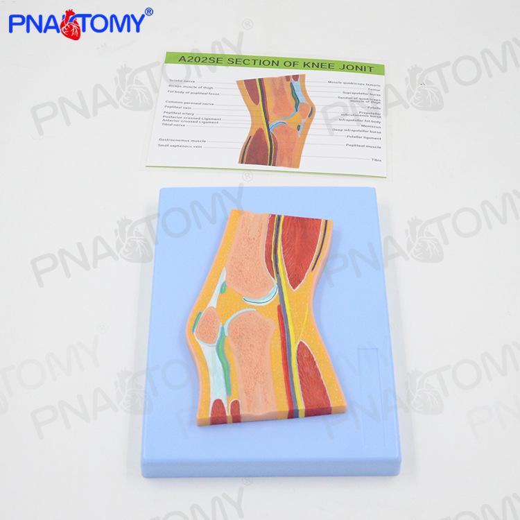 Human Knee Joint MRI Anatomical Model for Orthopedic Education 1:1 Scale