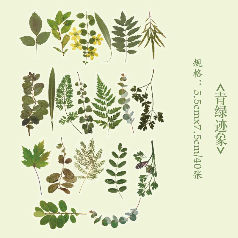 Office School Supplies PET Sticker Pack Flower Romance Series Creativ and Plant Handbook DIY Material Stickers 40 Sheets Kawai