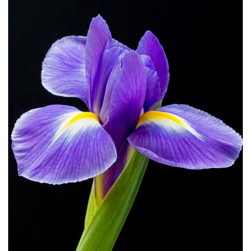 Yodeyma L'eau De Berlue Acqua Profumata Per Donna 100ml