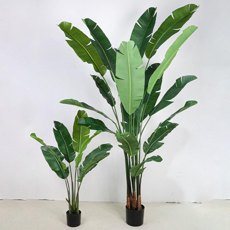 Large Monstera Banana Leaf Plant for Indoor Display and Corner Landscaping