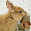 Natural Apple Wood Animal Chew Stick for Rabbits Chinchillas Parrots Anti Bite Molar Toy Cage Wooden Stand Station Exercise