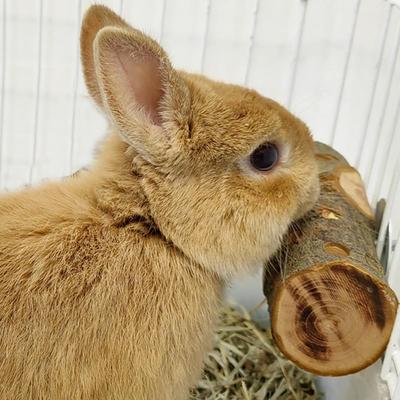 Bâtonnet à mâcher animal en bois de pommier naturel pour lapins chinchillas perroquets Anti-morsure Molaire Jouet Cage Support en bois Station Exercice