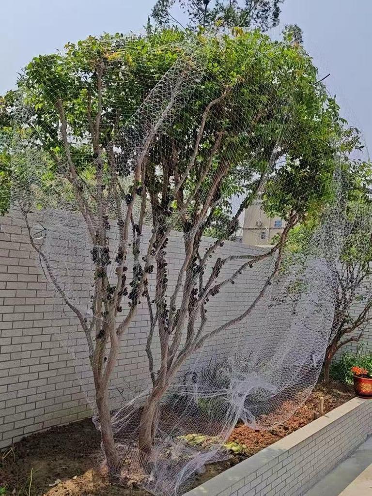 Orchard Anti-Bird Nylon Net for Cherry & Jaboticaba Trees - Sky Grape Protection