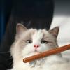Wood Lengthening Cat Comb Retro Portable Professional Pet Cat Grooming Comb Convenient Storage Dog Hair Trimmer Cleaning Hair Pet Cleaning Products