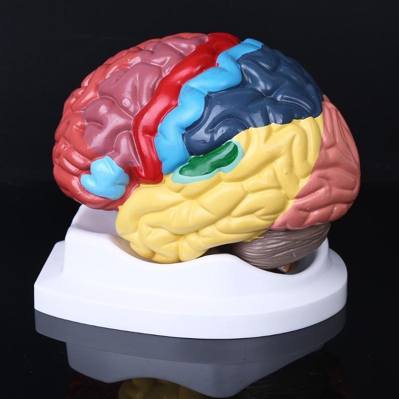 W89C Life Size Human Functional Area Model Anatomy for Science Classroom Study Display Teaching Sculptures School