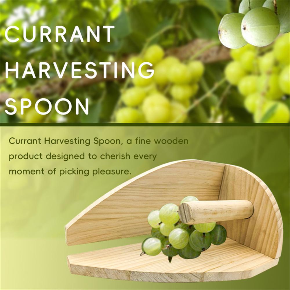 Wooden Berry Picker Gooseberry Harvesting Scoop with Ergonomic Handle for Large Caliber Berries