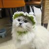 Warm Cat Knitted Hat Crochet Cat Headwear Comfortable Cat Tied-up Hat  Party Costume