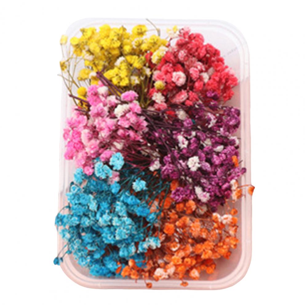 

Natural Dried Flower Assortment Home Decoration Natural Dried Pressed Flowers For Handmade Crafts DIY Candles Epoxy Resin Flower
