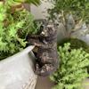1Pc Resin Bronze Brown Bear Flower Pot Pendant, Bonsai Accessories, Animal Elements, Suitable for Flower Pots, Outdoor Flower Pots, Bonsai Accessories