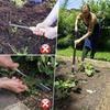 Stainless Steel Weeder Puller Tool Ergonomic Standing Position Gardening Implement With Nonslip Handle