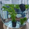 Glass Pot Fish Tank Hydroponic Planting Basket  for Tanks Aquascape Decorations