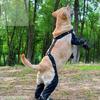 Fashion Dog Shoe Suspender Boot Waterproof Pet Shoe Snow Rain Dog Suspender Boot For Daily Walks