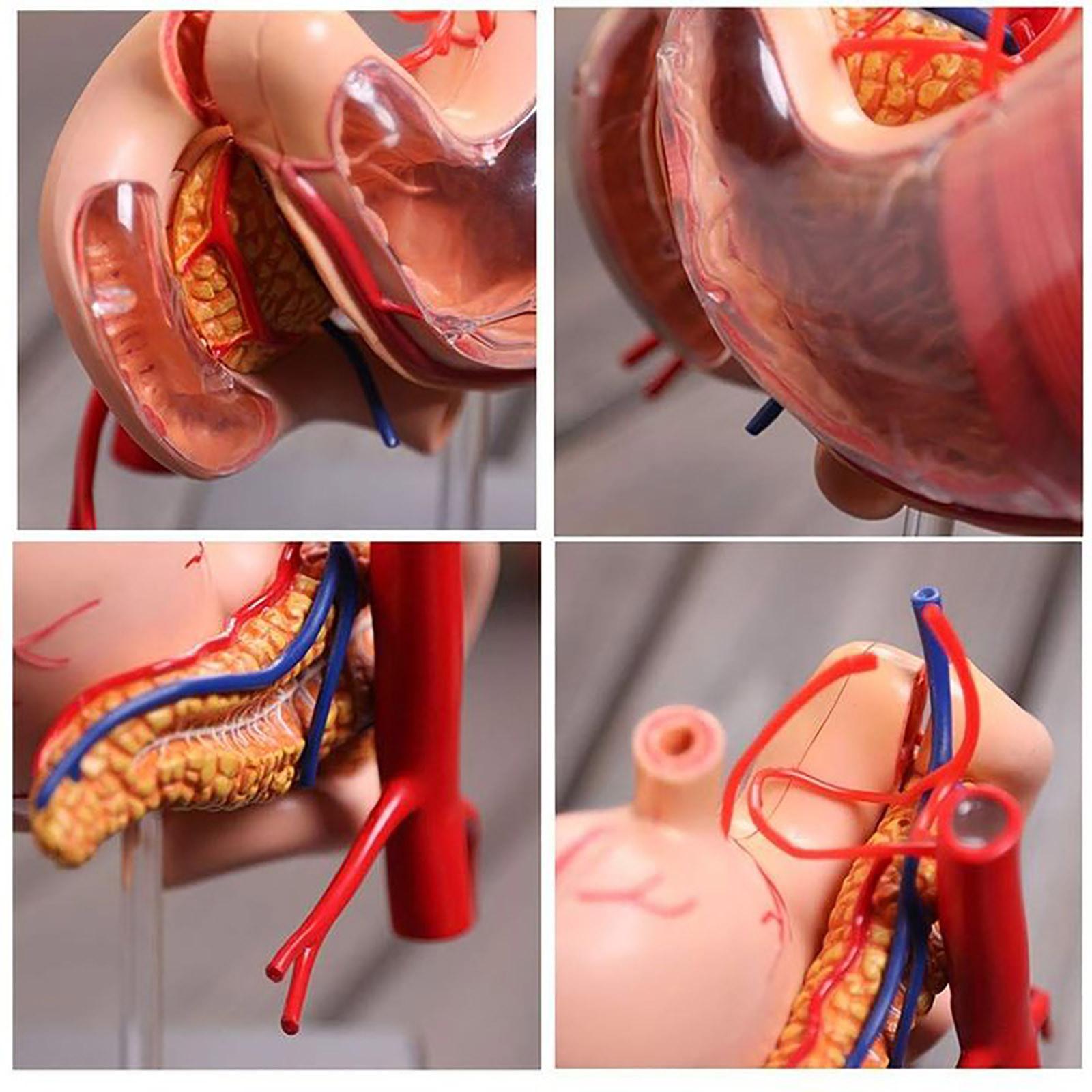 Анатомическая модель желудка Модель анатомии человека — фото 4