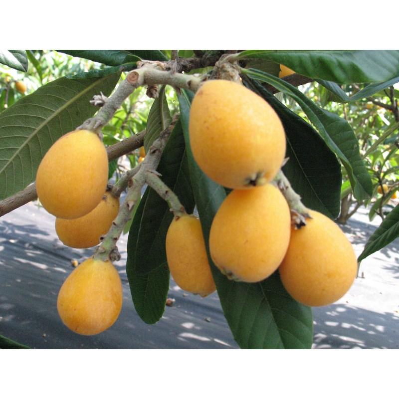 Wando Loquat 4x Concentrated Juice 500ml