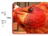Zodiac Rooster Plush Doll: Cross-Border Simulation Toy