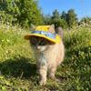 UV Protection Cat Fisherman Hat Adjustable Straps Cats Sun Cap Pet Sun Hat  Beach Activities