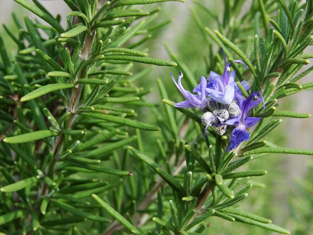 SAFLAX Garden In the Bag - Rosemary - 100 Seeds - With Substrate In a Fitting Stand Up Bag - Rosmarinus Officinalis