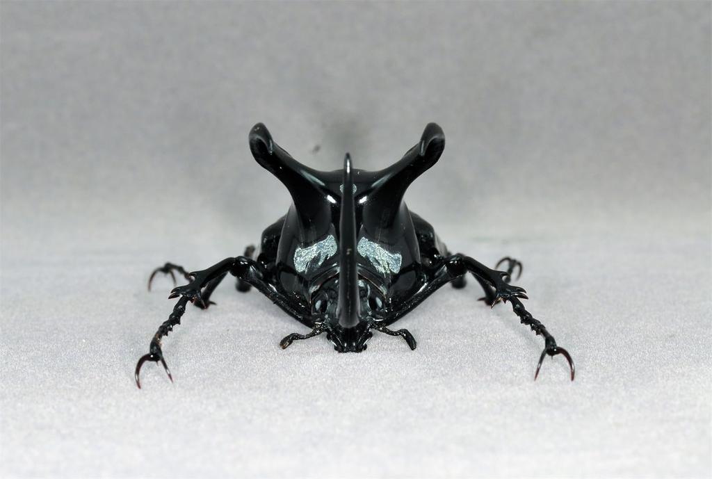 BACALYSO Nirvana Mohrenkamp Beetle Magnetic Refrigerator Realistic Adult Illustrated Plastic Model Finished Figurine Figure, Ornament, Beetle,