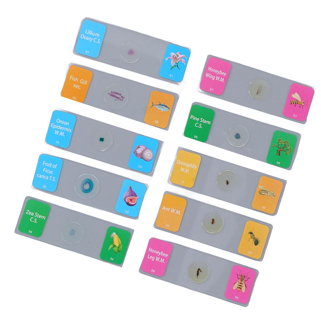 10Pcs Microscope Slides with Specimens Animal Plant Bug Glass Slides Laboratory Supplies for