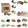 Cycle Figurine Animal Life Cycle Children Toys Simulation Plant Model Animal Growth Cycle Model