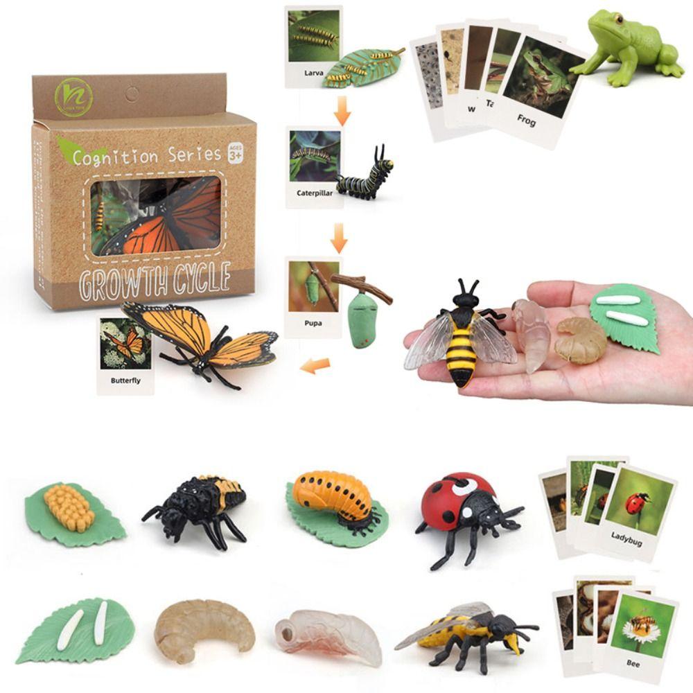 Cycle Figurine Animal Life Cycle Children Toys Simulation Plant Model Animal Growth Cycle Model