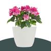 Pack of 12 Flower Pot | Flower Pot for Living Room-Office | Flower Planters for Home-Office-Lawns & Garden Decor