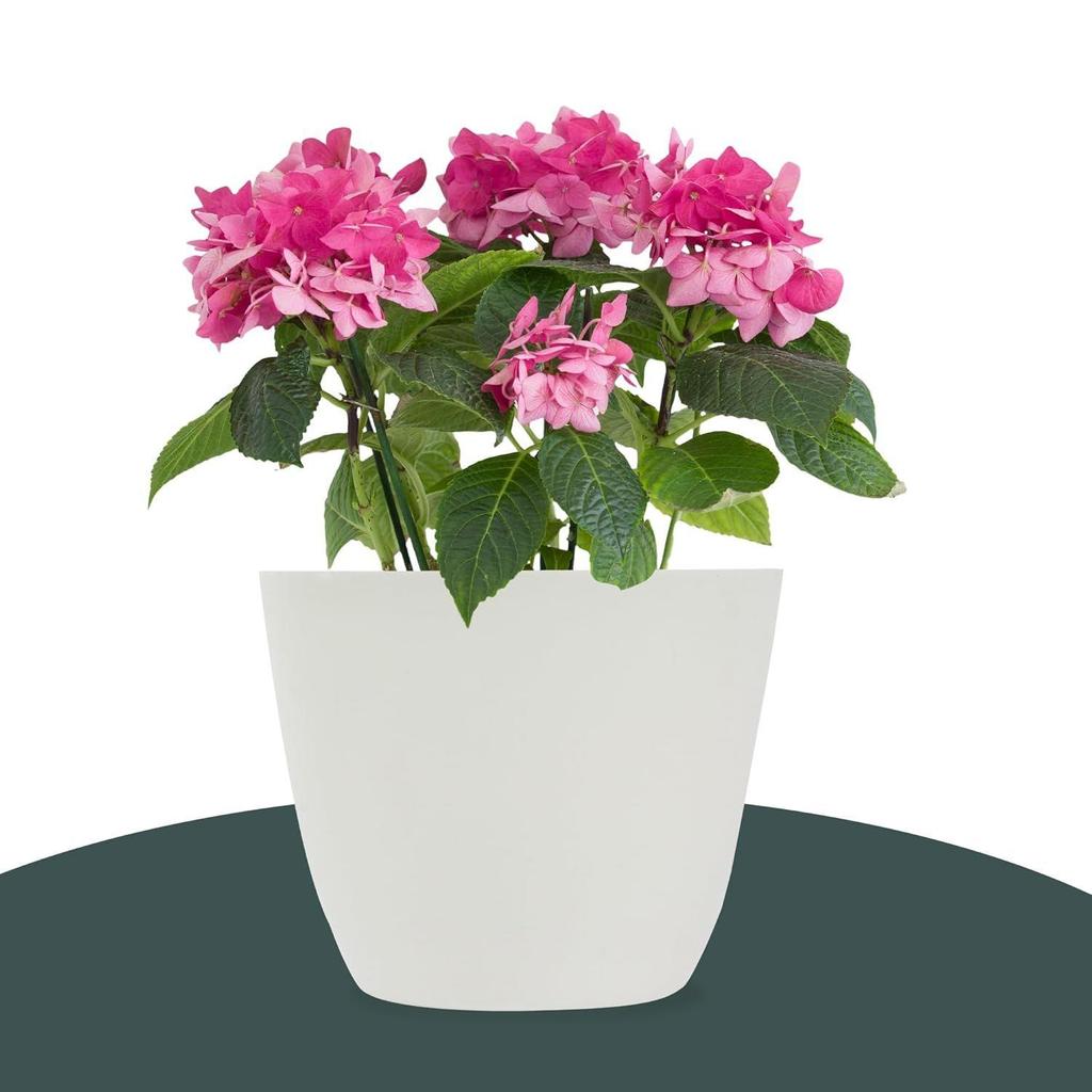 Pack of 12 Flower Pot | Flower Pot for Living Room-Office | Flower Planters for Home-Office-Lawns & Garden Decor