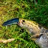 Jointed Mouse Lure Simulation Mouse Fishing Lure 155mm 15.5g Crankbait Fishing Bait Swimbait Pesca Pike Lures