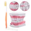 Adult Dental Teeth Model and Toothbrush with Removable High Grade Teeth Teaching Model