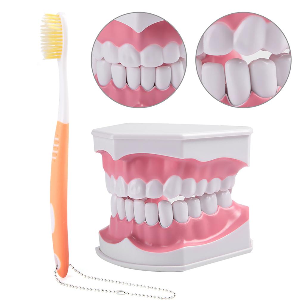 Adult Dental Teeth Model and Toothbrush with Removable High Grade Teeth Teaching Model