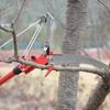 Telescopic High Reach Tree Pruner and Saw for Thick Branches - Ideal for Fruit Trees