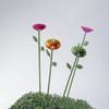 Sturdy Iron Bird Bath Stake with Easy Installation for Outdoor Decors In Gardens and Yard Bird Feeding Station