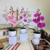 Phalaenopsis Basin Artificial Potted Plant For Home Office Decoration Wedding