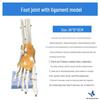 Dospělý 1:1 Model lidského kloubu nohy s vazy pro výuku anatomie a chirurgie