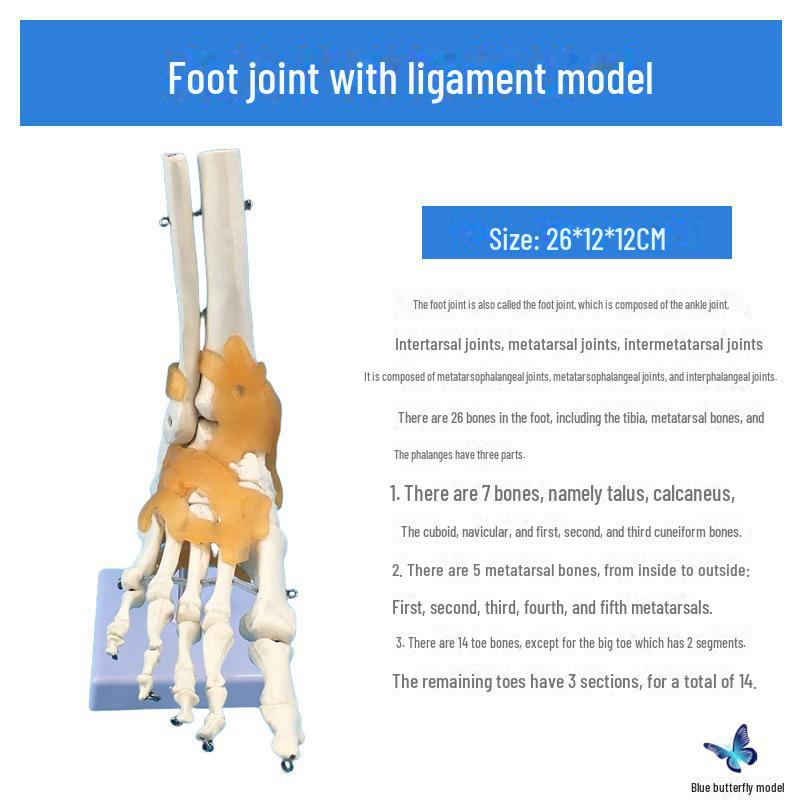 Adult 1:1 Human Foot Joint Model with Ligaments for Anatomy and Surgery Education