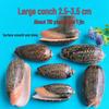 Conch Shells & Starfish for Hermit Crabs: Aquarium Decor & Drift Bottle Accessories