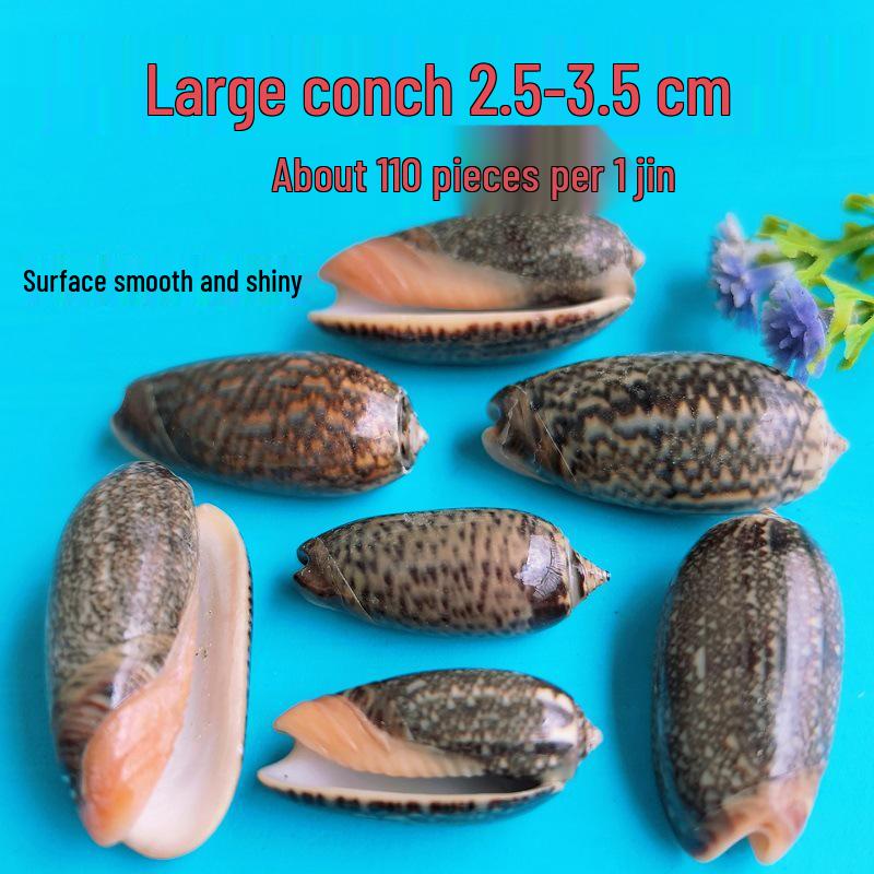 Conch Shells & Starfish for Hermit Crabs: Aquarium Decor & Drift Bottle Accessories