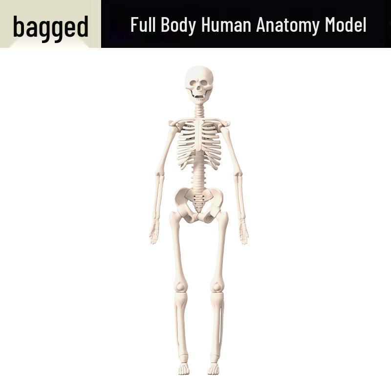 Children s Anatomy Model: Educational Toy for Learning Human Skeleton and Organs