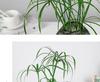 Hydroponic Lucky Bamboo and Aquatic Grass for Fish Tanks and Ponds