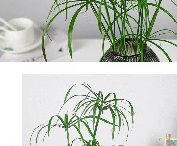 Hydroponic Lucky Bamboo and Aquatic Grass for Fish Tanks and Ponds