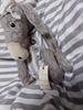 [USED] Overseas Teddy Bear (Donkey)