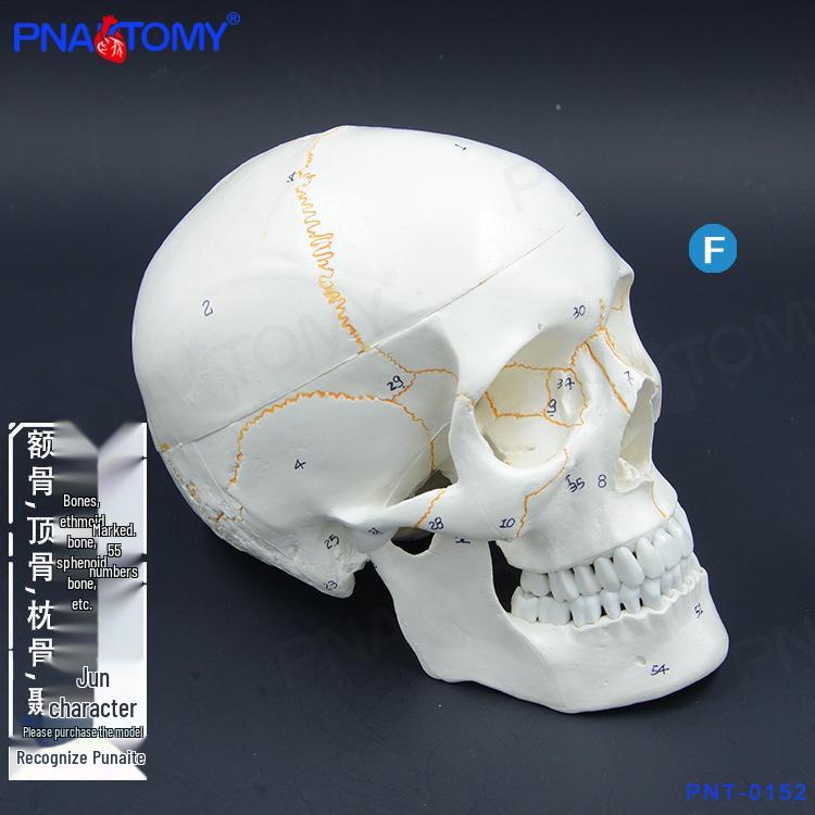 1:1 Human Skull Model with Digital Markings for Suture Lines - Ideal for Teaching Oral and Cranium Anatomy 23 x 18 x 18 cm