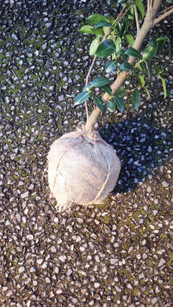 Denzo Wurzelvlies 100cmX20m R012