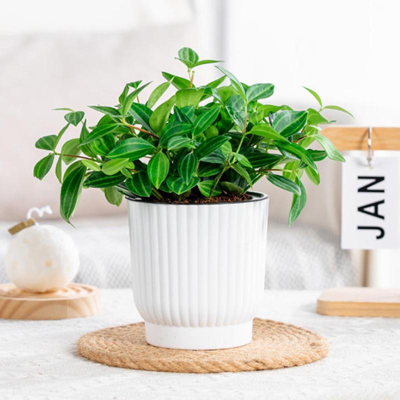 Lazy Self Watering Plastic Flower Pot Double Layer Hydroponics Green Plants Bonsai Pot Vases Succulent Potted Home Office Decor