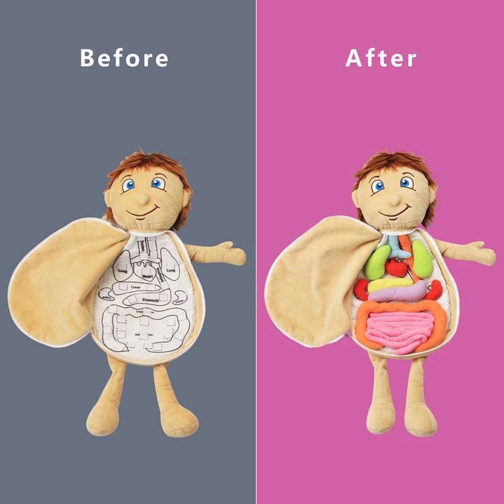 Human Body Anatomy Toy Human Body Organ Doll Model Anatomy Doll Preschool Educational Organ Plush