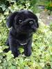 Faithful Friends Realistic Plush Black Pug Dog,