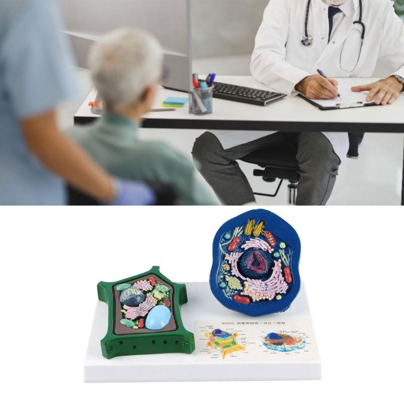 Education Animal Plant Cell Model With Detacheable Parts Anatomical Animal Plant Cell Model for Teaching Demonstration