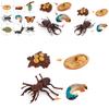 Butterfly Life Cycle Model Pvc Educational Toy For Science Learning